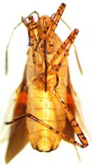 Hypselonotus lineatus