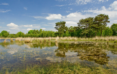 Ranunculus ololeucos
