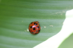Harmonia dimidiata