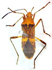 Hypselonotus lineatus