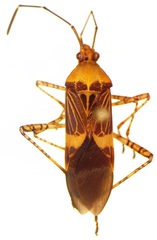 Hypselonotus lineatus