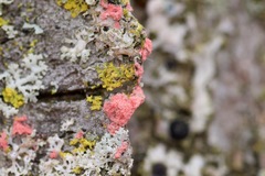 Marchandiomyces corallinus image
