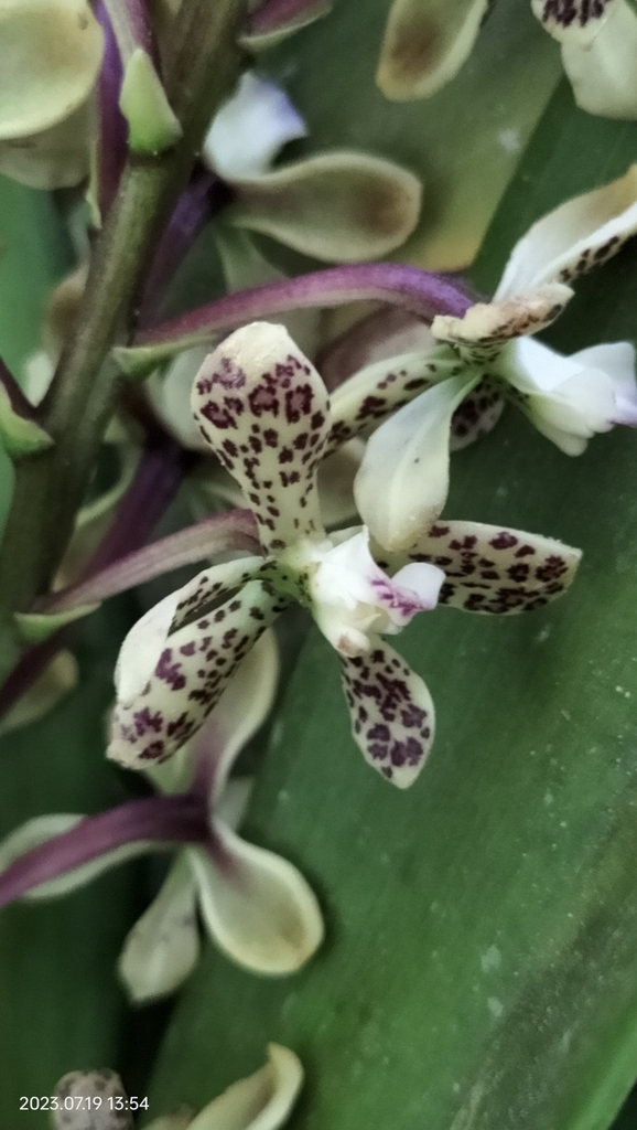 Prosthechea crassilabia