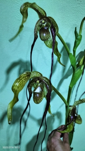 Image of Phragmipedium caudatum by (c) Floro Ortiz Contreras, some rights reserved (CC BY)