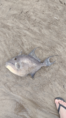 Queen Triggerfish