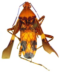 Hypselonotus lineatus