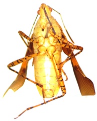 Hypselonotus lineatus