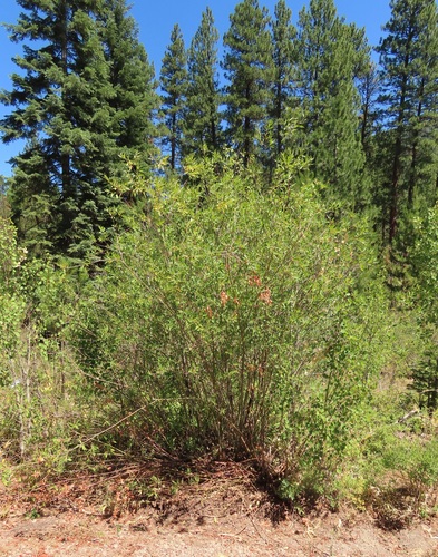 One-color Willow (Salix monochroma)
