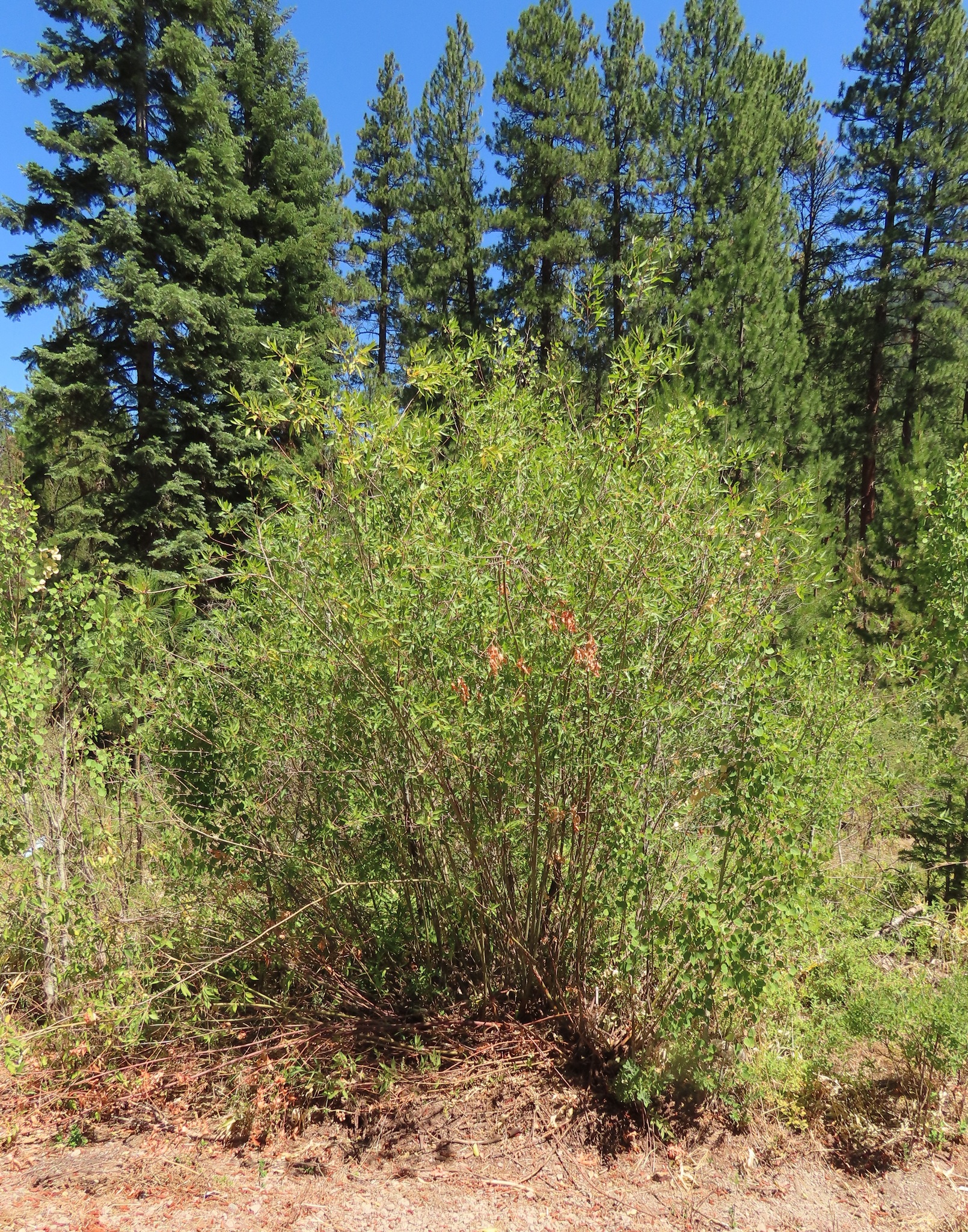 Salix monochroma
