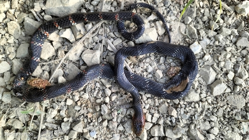 Erdis' False Coral Snake, Oxyrhopus erdisii