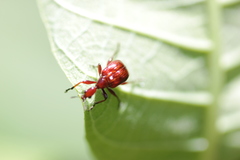 Paratrachelophorus nodicornis