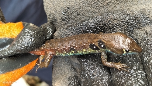 Potamites montanicola