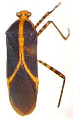 Hypselonotus linea