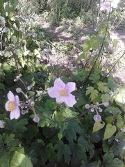 Eriocapitella × hybrida