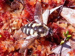 Sericomyia transversa