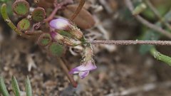 Astragalus nuttallianus cedrosensis