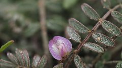 Astragalus nuttallianus cedrosensis