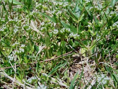 Valerianella