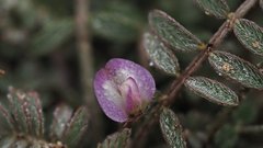 Astragalus nuttallianus cedrosensis
