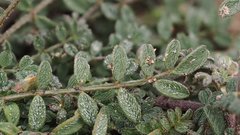 Astragalus nuttallianus cedrosensis