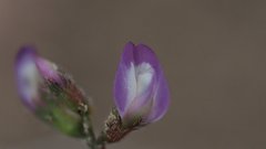 Astragalus nuttallianus cedrosensis