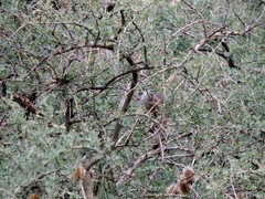 Cranioleuca pyrrhophia