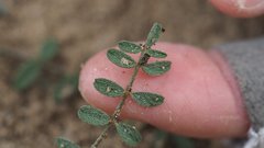Astragalus nuttallianus cedrosensis