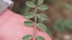 Astragalus nuttallianus cedrosensis