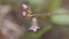 Astragalus nuttallianus cedrosensis