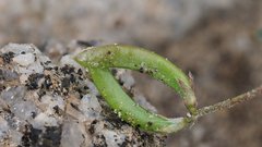 Astragalus nuttallianus cedrosensis