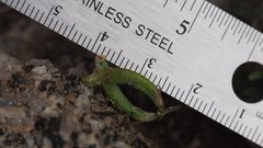 Astragalus nuttallianus cedrosensis