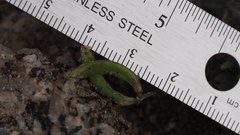 Astragalus nuttallianus cedrosensis