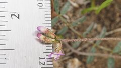 Astragalus nuttallianus cedrosensis