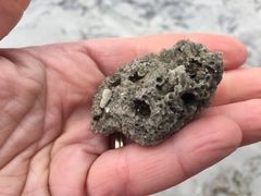 Phragmatopoma caudata