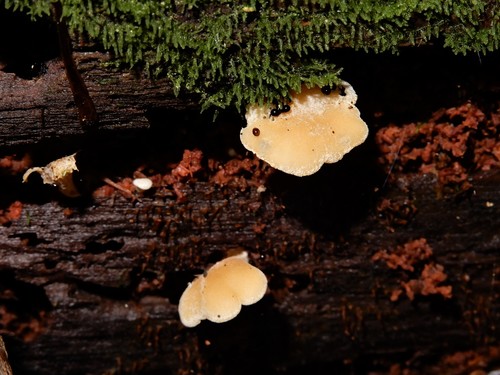 Panellus ligulatus image
