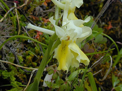 Orchis pauciflora