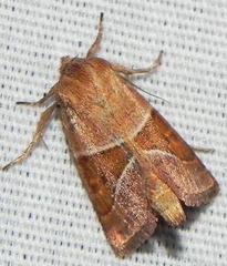 Lemmeria digitalis