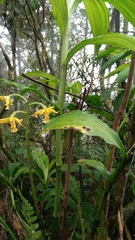 Cephalantheropsis obcordata