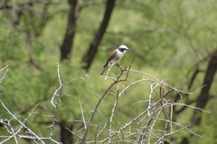 Eurocephalus ruppelli