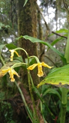 Cephalantheropsis obcordata