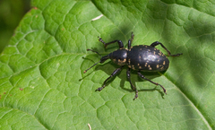 Liparus glabrirostris