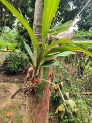 Catasetum maculatum image