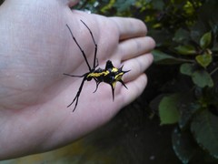 Micrathena vigorsi