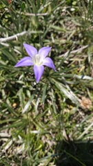 Wahlenbergia ceracea
