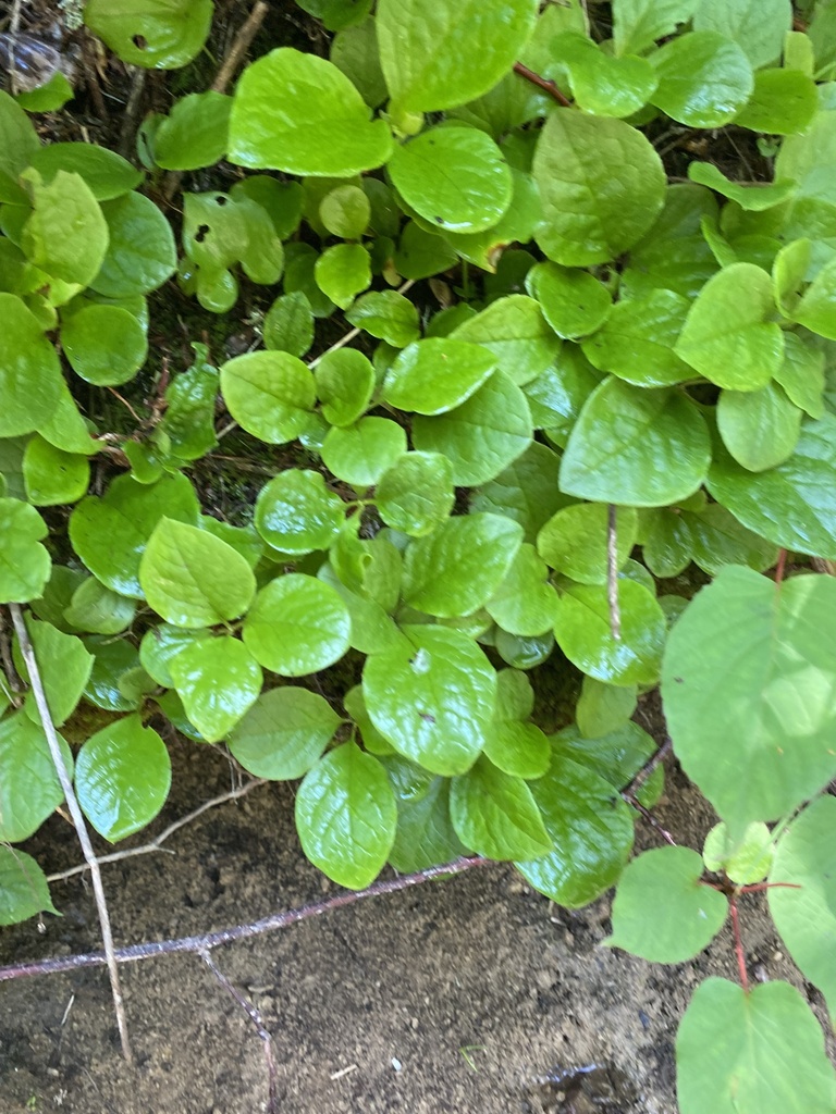 Vaccinium praestans; photograph Илья Руденко, CC BY, iNaturalist via GBIF