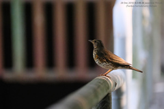 Turdus cardis