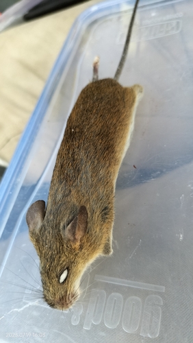 Destructive Pygmy Rice Rat