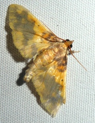Pachynoa thoosalis