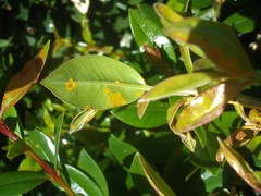 Austropuccinia psidii image