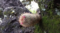 Mammillaria rhodantha